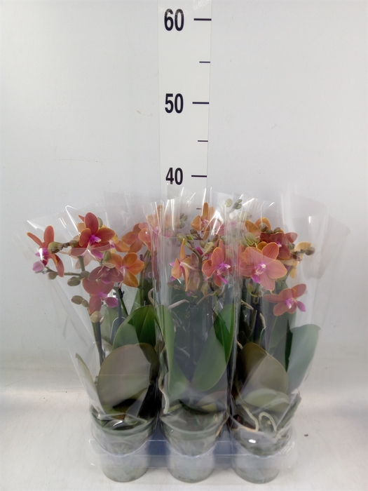 <h4>Phalaenopsis multi.   ...</h4>