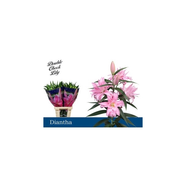 <h4>Li Or Diantha 5+</h4>