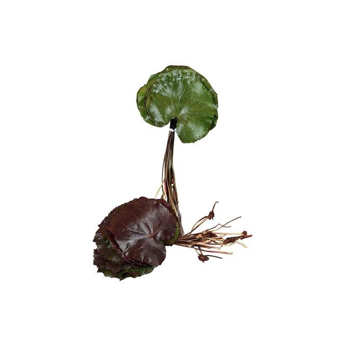 <h4>GALAX SUPER</h4>