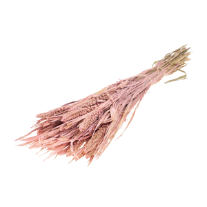 Setarea Italica Pink Misty