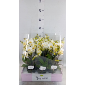 Phalaenopsis multi.   ...white