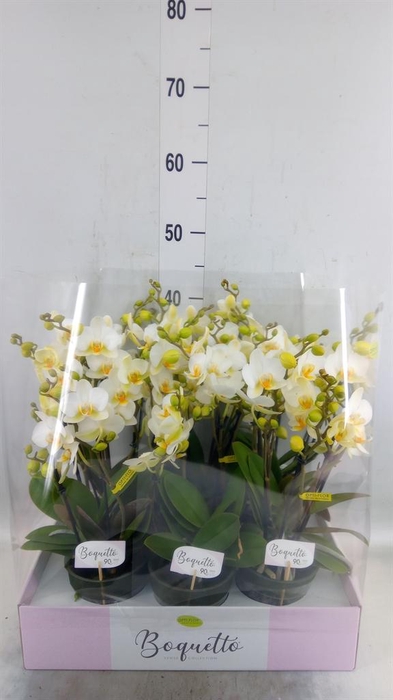<h4>Phalaenopsis multi.   ...white</h4>