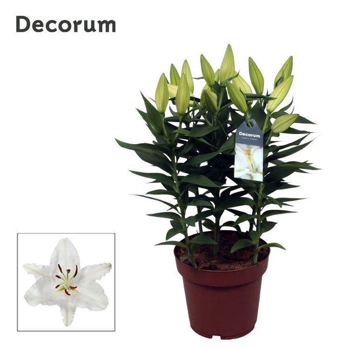 <h4>Lilium Or White 19cm</h4>