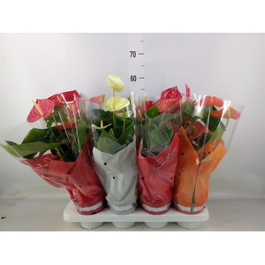 Anthurium   ...mix 4