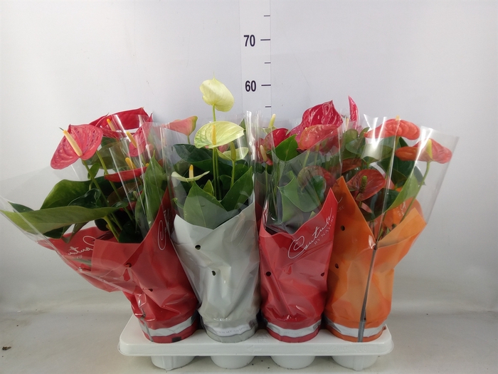 <h4>Anthurium   ...mix 4</h4>
