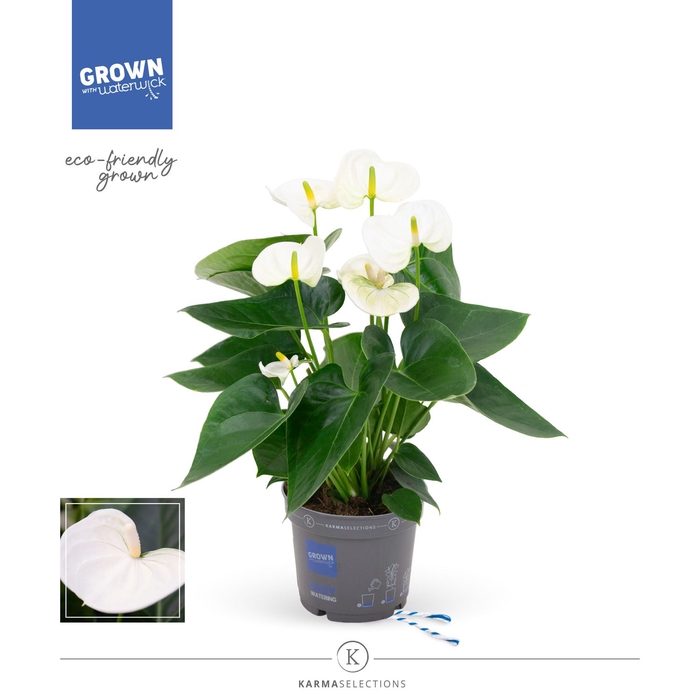<h4>Anthurium Anthedesia White</h4>