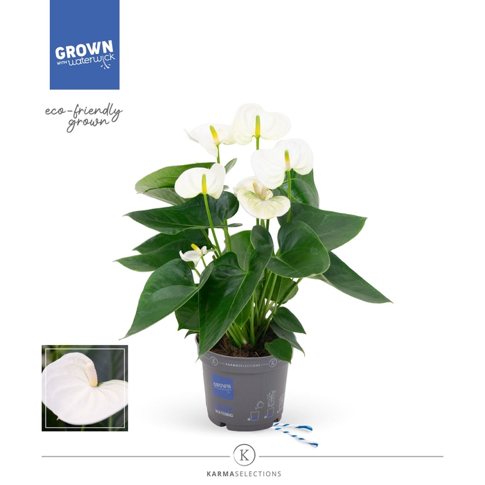 <h4>Anthurium  'Karma White'</h4>