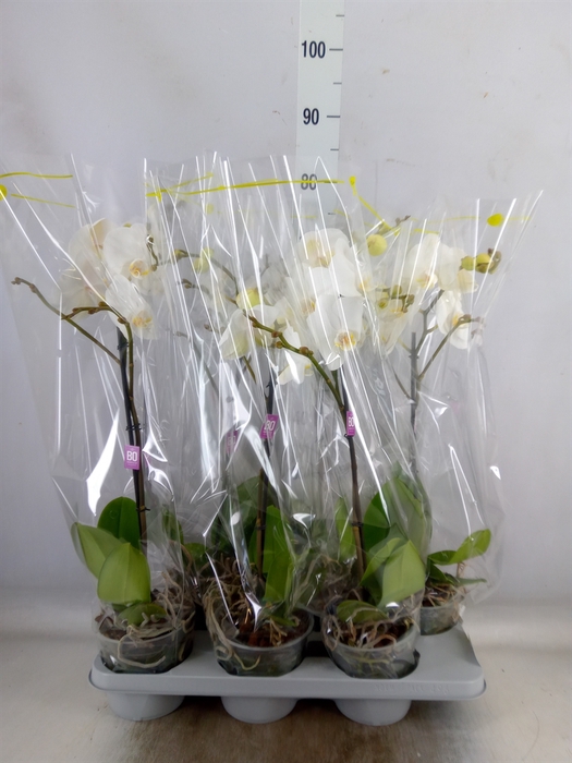 <h4>Phalaenopsis   ...white</h4>