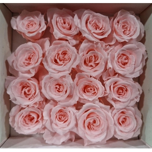 Ro Pres Micro Soft Pink