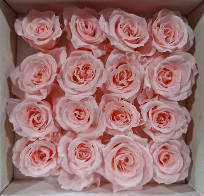 <h4>Ro Pres Micro Soft Pink</h4>