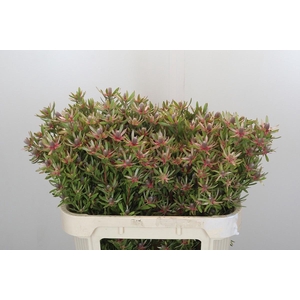 LEUCAD AYOBA ST PEAR