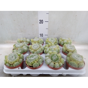 Sempervivum   ...