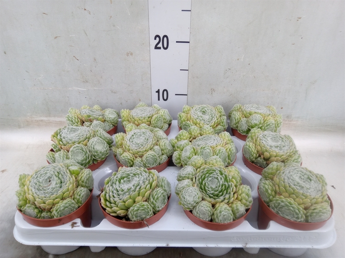 <h4>Sempervivum   ...</h4>