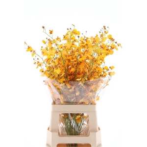 Oncidium Orange L (fs)