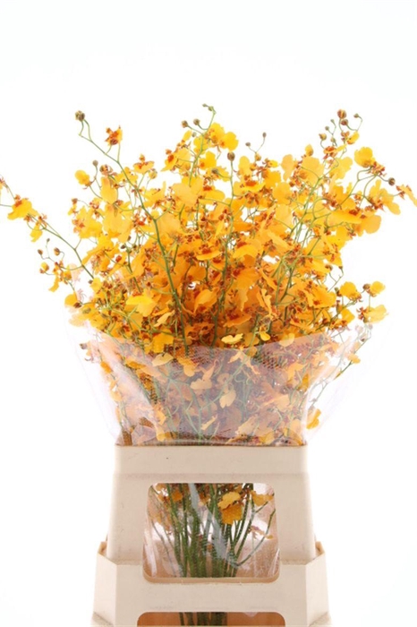 <h4>Oncidium Orange L (fs)</h4>