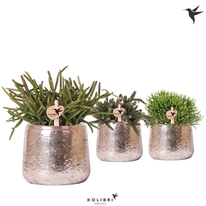 Kolibri Greens Rhipsalis mix in Luxury pot silver