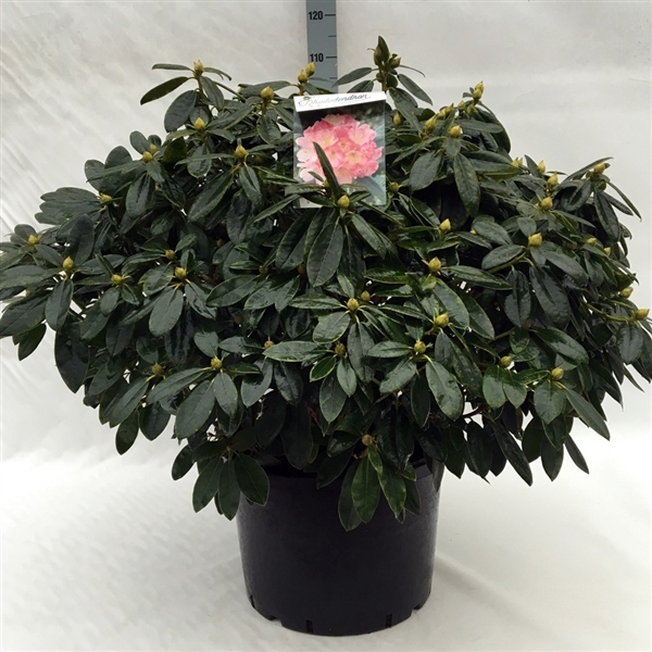 <h4>Rhodo. (Y) 'Percy Wiseman' salmon/pink</h4>