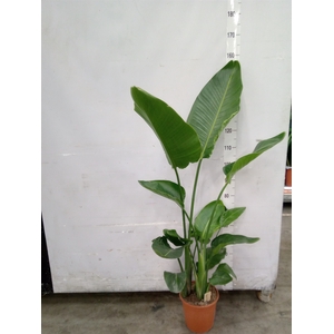 Strelitzia nicolai