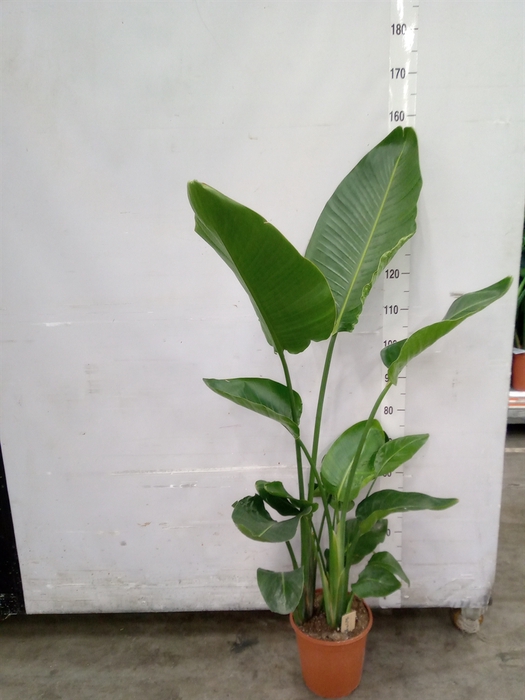 <h4>Strelitzia nicolai</h4>