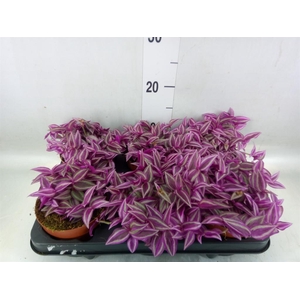 Tradescantia zebr. 'Pink Paradise'