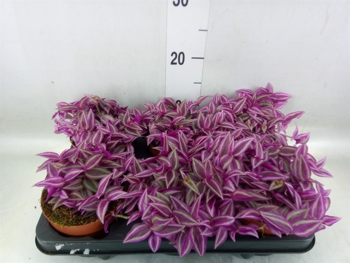 <h4>Tradescantia zebr. 'Pink Paradise'</h4>