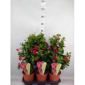 Mandevilla am. 'Sundav Red'