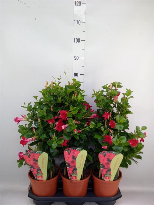 <h4>Mandevilla am. 'Sundav Red'</h4>