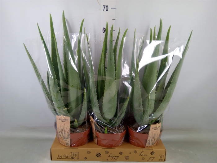 <h4>Aloe vera</h4>