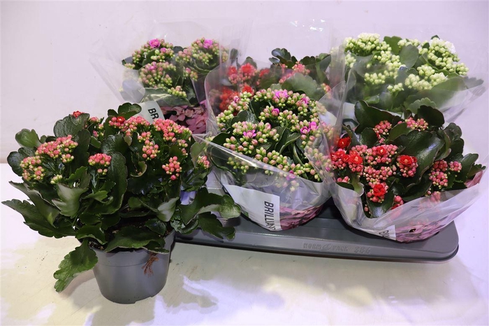 <h4>Kal Ge Grootb Gem</h4>