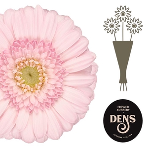 Germini Bridal Kimsey Water