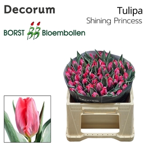 TU EN SHINING PRINCESS