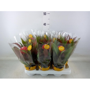 Guzmania  'Priscilla'