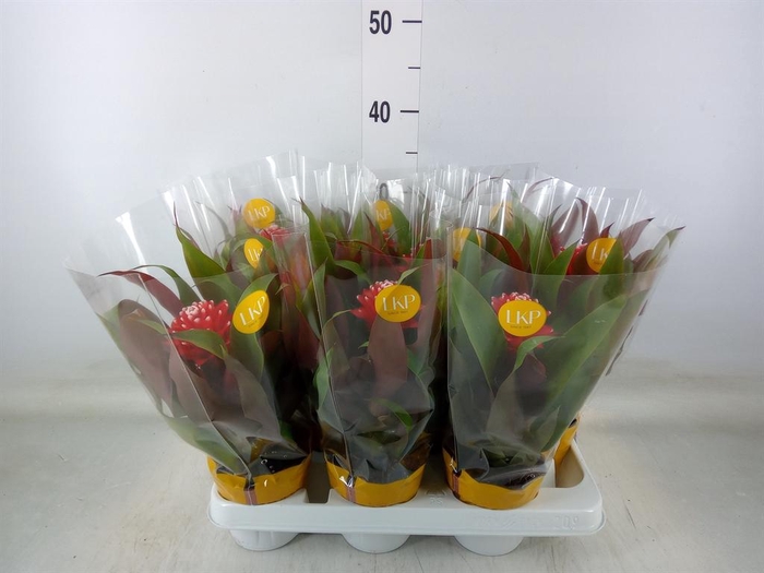 <h4>Guzmania  'Priscilla'</h4>