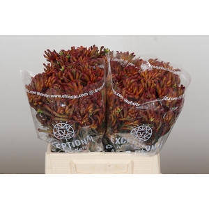 Anigozanthos Bush Blitz