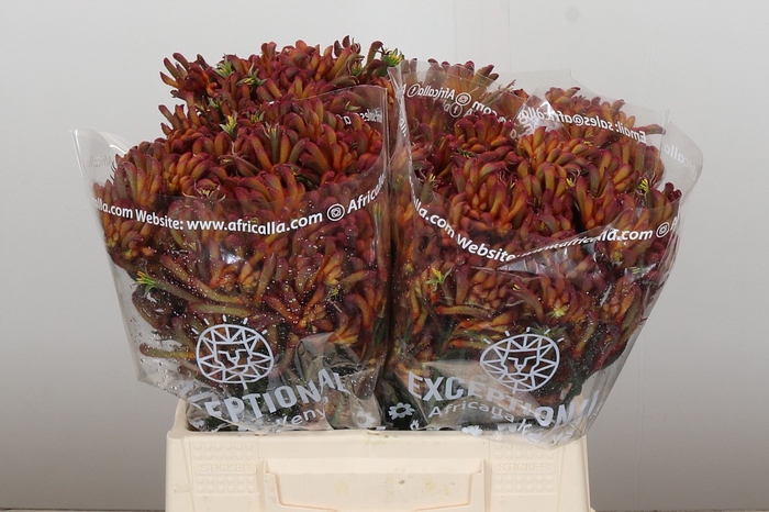 Anigozanthos Bush Blitz
