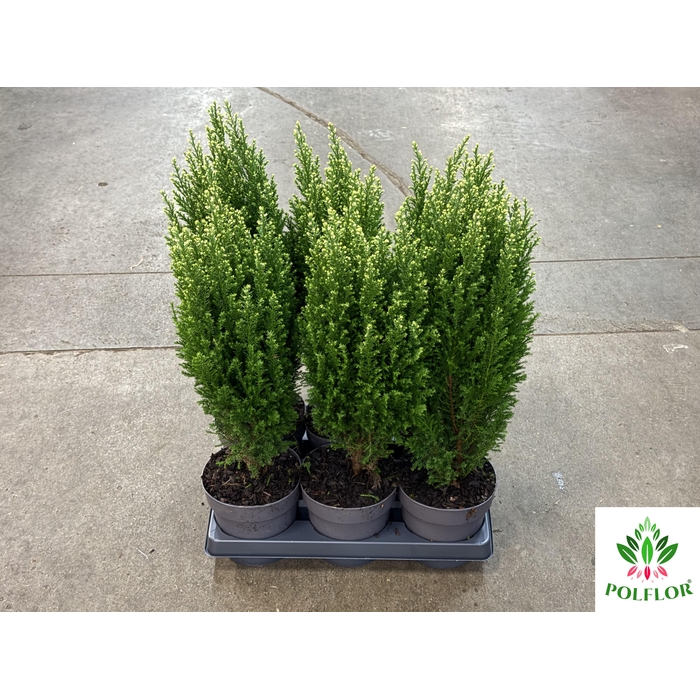 <h4>Chamaecyparis law. Ellwoodii Snoow 15Ø 60cm</h4>