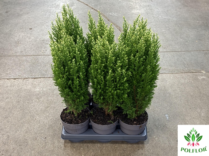 Chamaecyparis law. Ellwoodii Snoow 15Ø 60cm