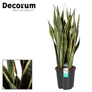 Sansevieria Laurentii 100-110 cm (Decorum)