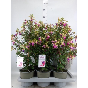 Fuchsia  'Elma'