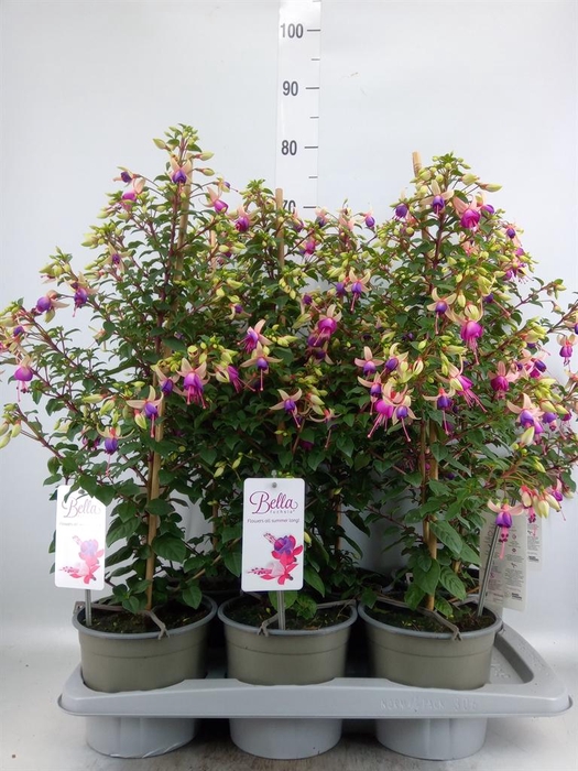 <h4>Fuchsia  'Elma'</h4>
