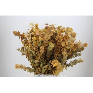 Pres Euca Stuartiana Yellow Bunch