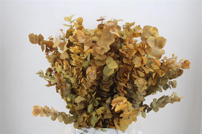 <h4>Pres Euca Stuartiana Yellow Bunch</h4>