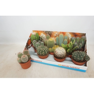 CACTUS GEM