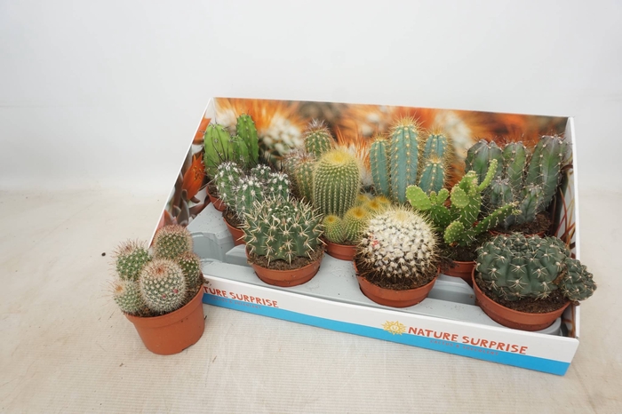<h4>CACTUS GEM</h4>