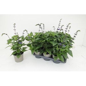 SALVIA BLACK & BLOOM
