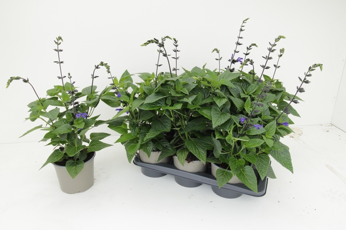 <h4>SALVIA BLACK & BLOOM</h4>