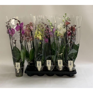 PHAL GEM