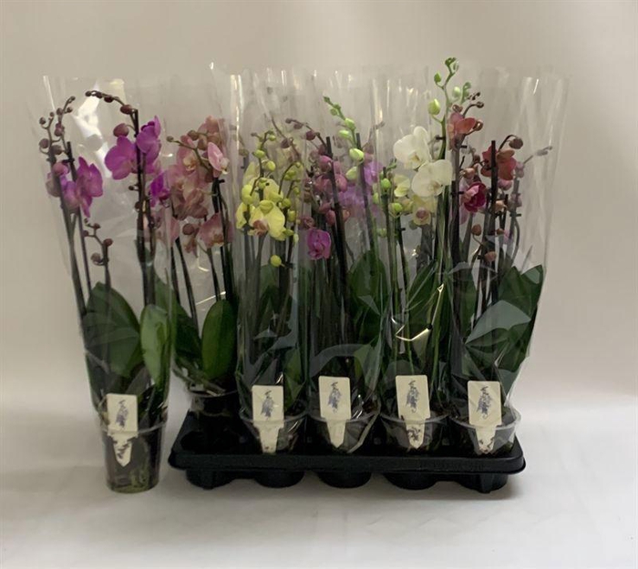 PHAL GEM