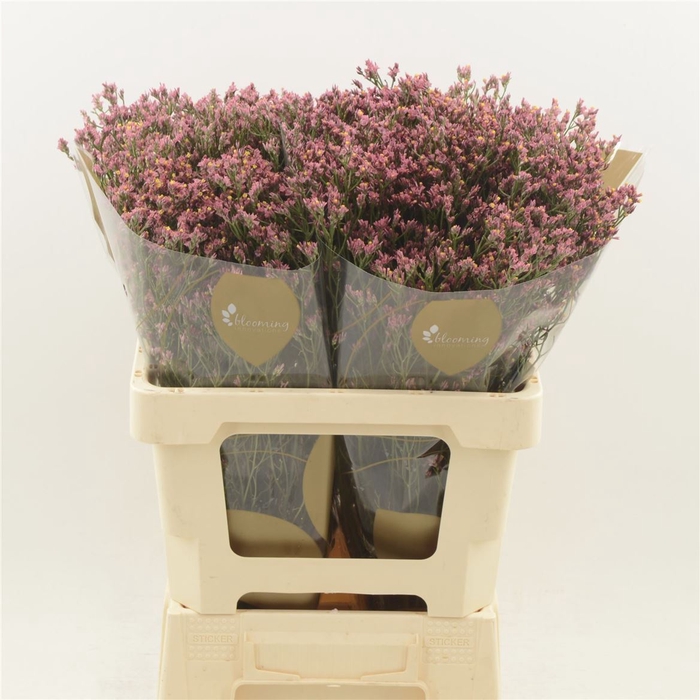 <h4>Limonium Sinense Max Diamond</h4>