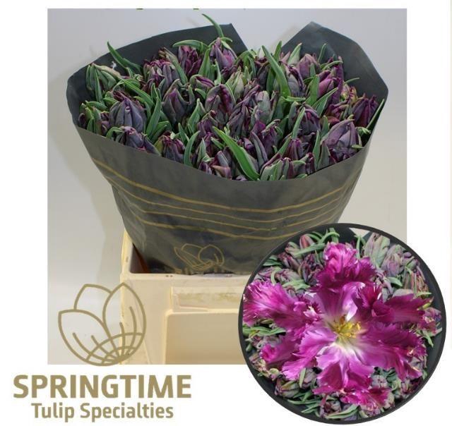 <h4>TU PA SECRET PARROT</h4>